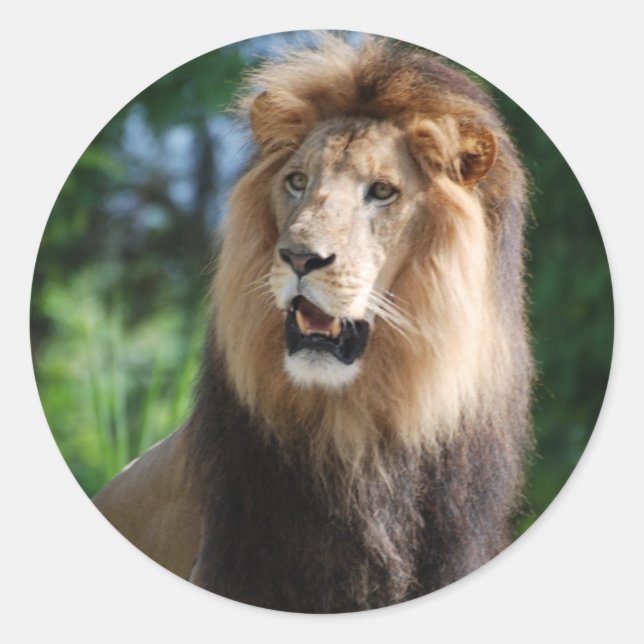 Regal Lion Sticker (Vorderseite)