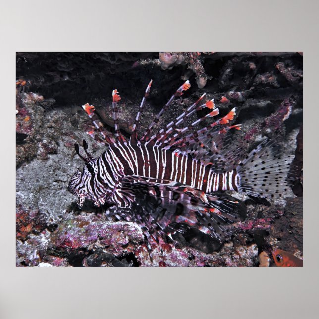 Regal Lionfish Poster (Vorne)