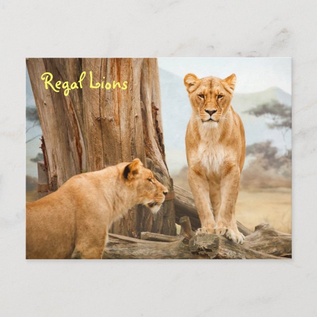 Regal Lions Postcard Postkarte (Vorderseite)