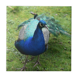 Regal Peacock Power Fliese