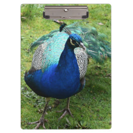 Regal Peacock Power Klemmbrett