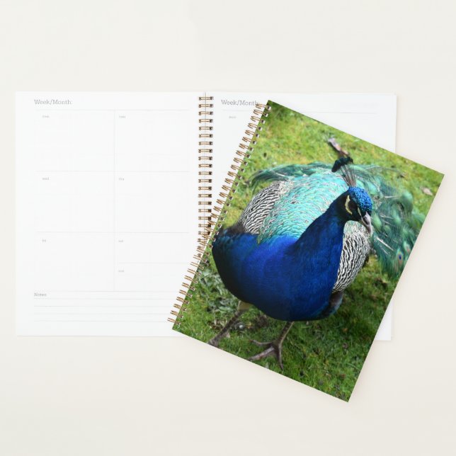 Regal Peacock Power Planer (Anzeige)