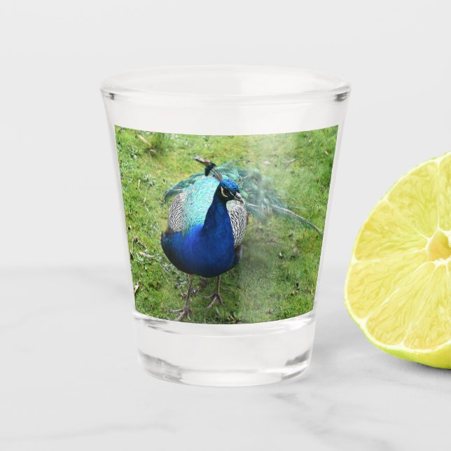 Regal Peacock Power  Schnapsglas (Vorderseite)