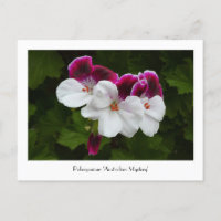 Regal Pelargonium Collectible Postcard