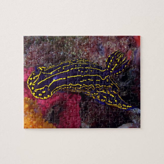 Regal Sea Goddess NudiBranch Felimare picta Puzzle (Horizontal)
