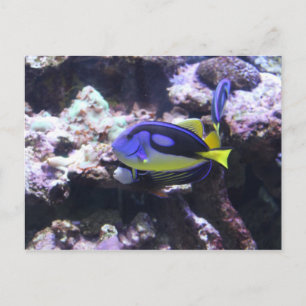 Regal Tang & Kaiser Angelfish Postkarte