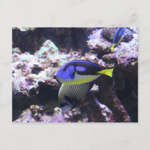 Regal Tang und Kaiser Angelfish # 2 Postkarte