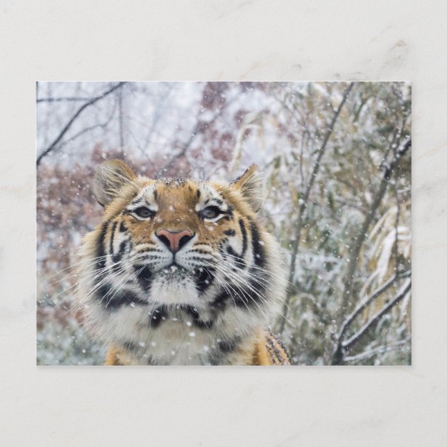 Regal Tiger in Snow Postkarte (Vorderseite)