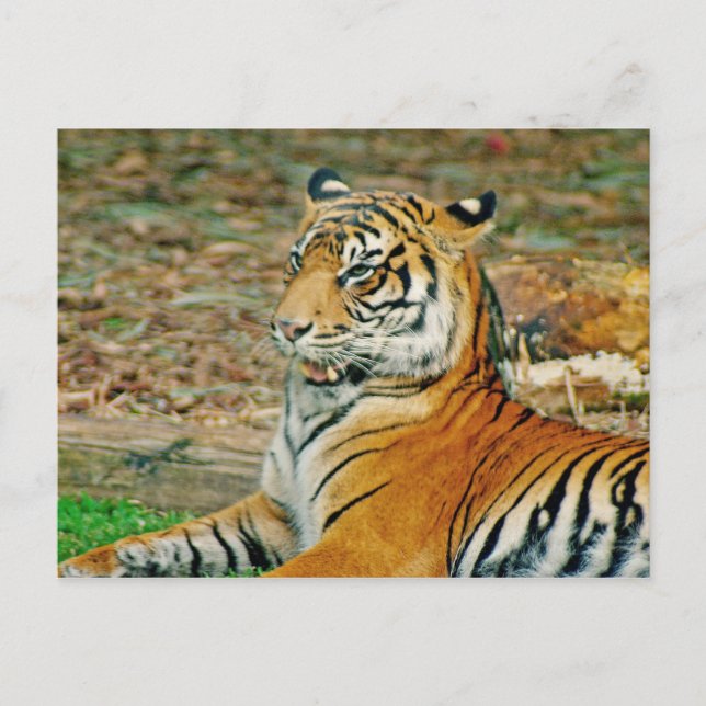 Regal Tiger Postkarte (Vorderseite)