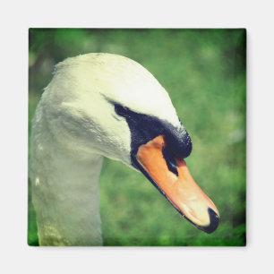 Regal White Swan Naturfotografie Magnet