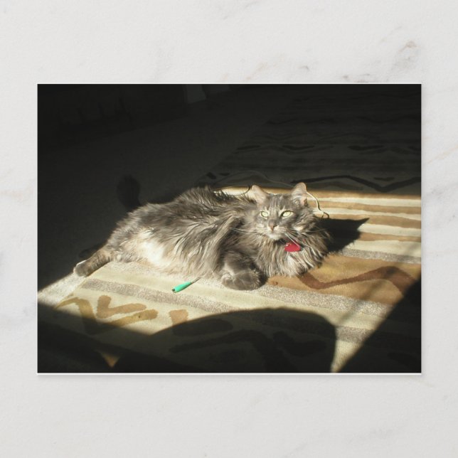 Regel für coole Katzen Postkarte (Vorderseite)