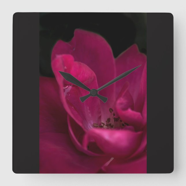 Regen auf der Rose Quadratische Wanduhr (Vorderseite)