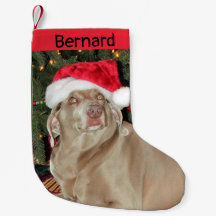 Regen Der Niedliche Weimaraner-Hund Personalisiert