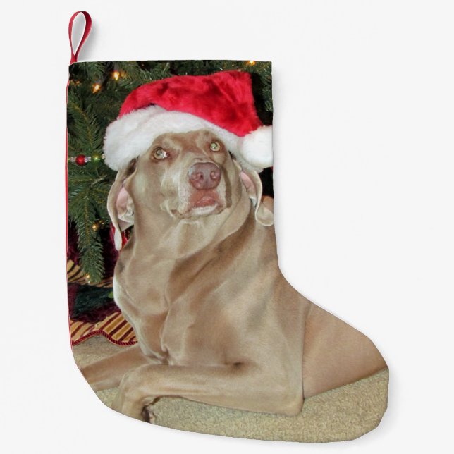 Regen Der Niedliche Weimaraner Hund Weihnachten St Kleiner Weihnachtsstrumpf (Vorderseite)