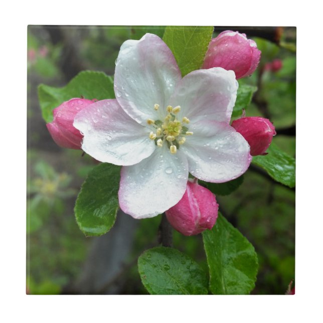 Regen fällt bei geringer Blume Fliese (Vorderseite)
