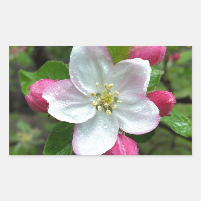 Regen fällt bei geringer Blume Rechteckiger Aufkleber (Vorderseite)