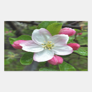 Regen fällt bei geringer Blume Rechteckiger Aufkleber
