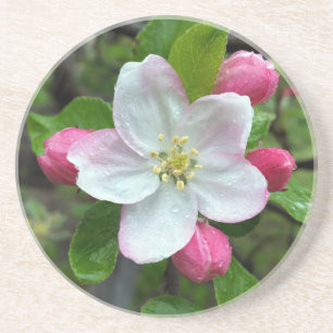 Regen fällt bei geringer Blume Untersetzer