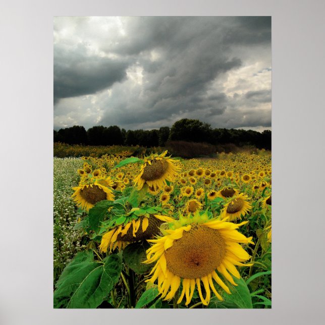 Regen im August, Sonnenblumen, Drucken Poster (Vorne)