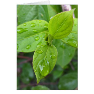 Regen über Blätter