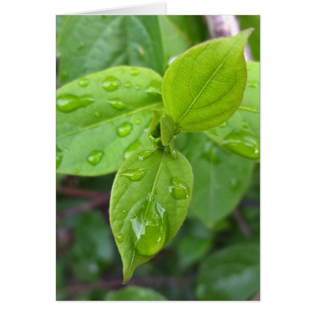 Regen über Blätter (Vorne)