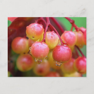 Regen und Berries Postkarte
