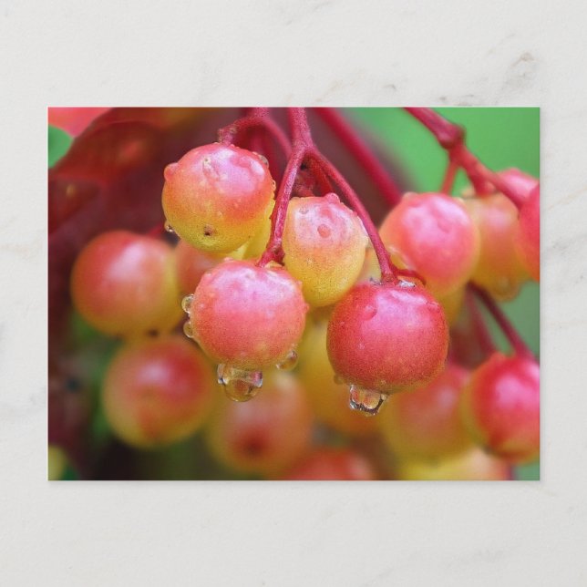 Regen und Berries Postkarte (Vorderseite)