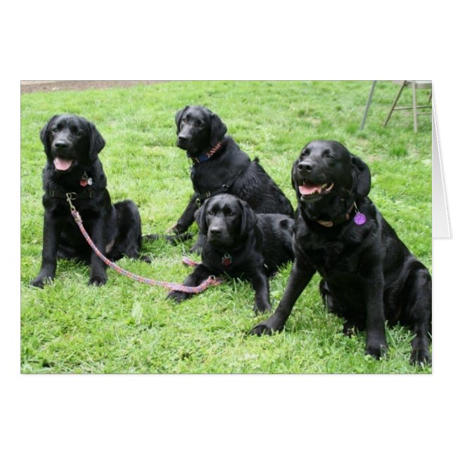 Regen und ihre patriotischen Welpen (Vorderseite (Horizontal))