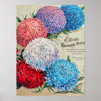 Regenbogen-Astern Vintage-Blumensamen-Katalog Kuns Poster