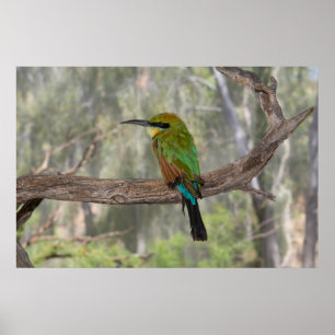 Regenbogen Bieneesser Vogel, Australien Poster