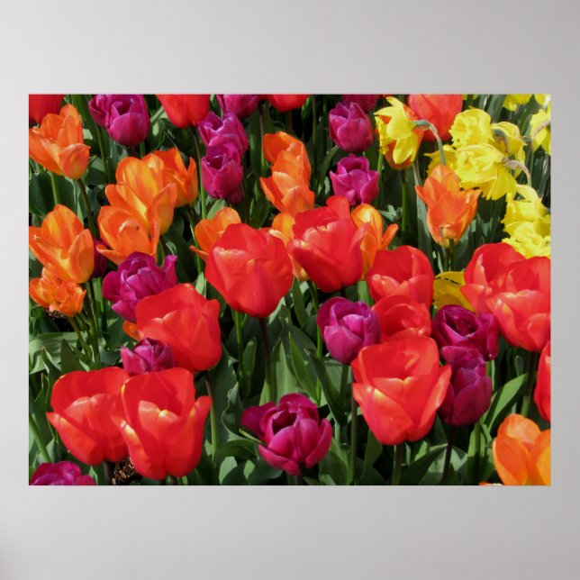 Regenbogen der Tulipen Poster (Vorne)