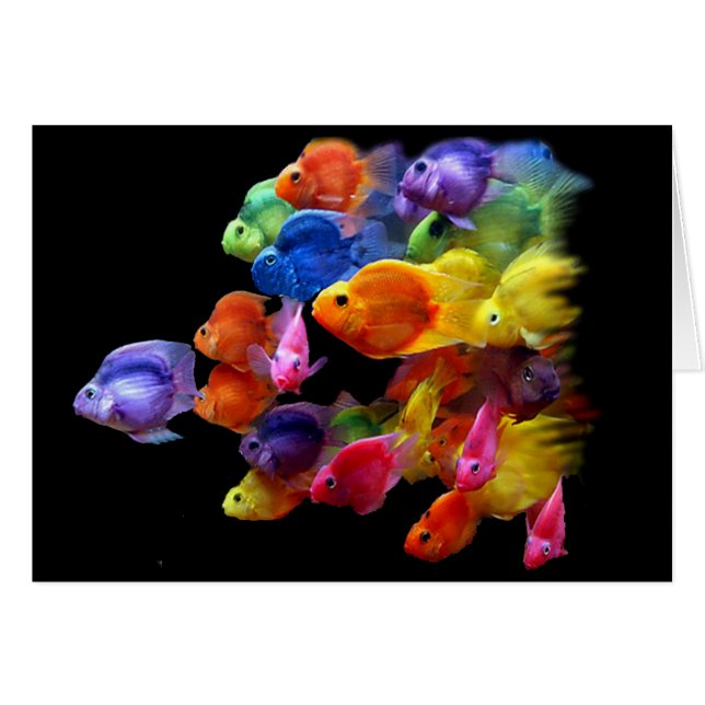 Regenbogen des Papageienfisches (Vorderseite (Horizontal))