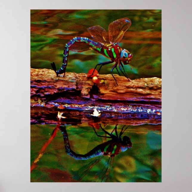 Regenbogen-Dragonfly, Aquamarin und lila Poster (Vorne)