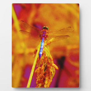 Regenbogen-Dragonfly auf Bernstein und Fuschia Fotoplatte