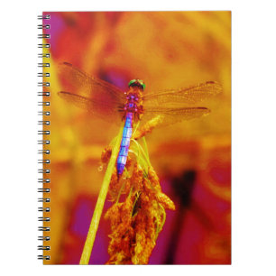 Regenbogen-Dragonfly auf Bernstein und Fuschia Notizblock