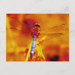 Regenbogen-Dragonfly auf Bernstein und Fuschia Postkarte