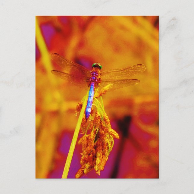 Regenbogen-Dragonfly auf Bernstein und Fuschia Postkarte (Vorderseite)