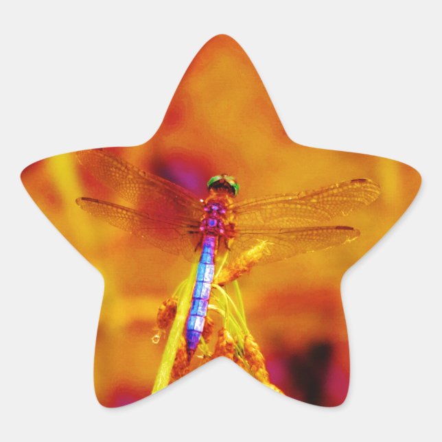Regenbogen-Dragonfly auf Bernstein und Fuschia Stern-Aufkleber (Vorderseite)