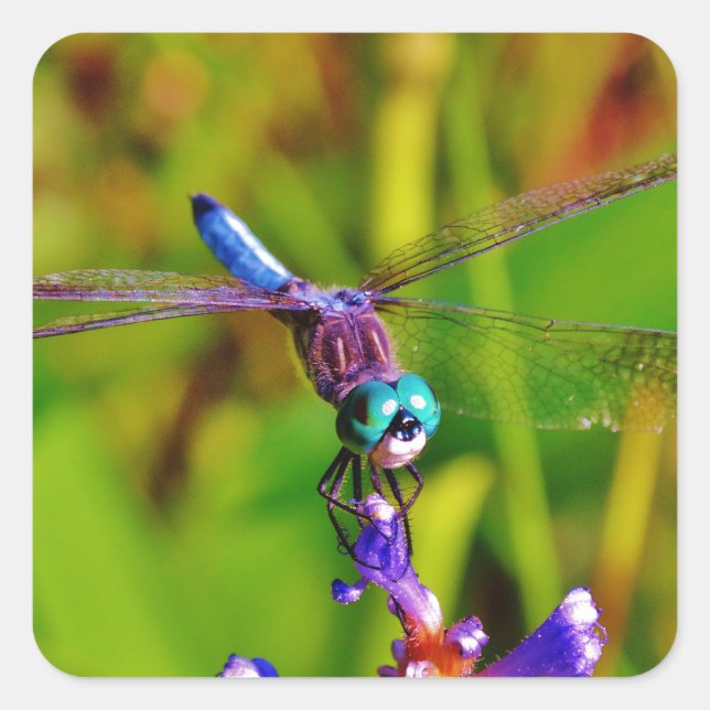 Regenbogen-Dragonfly und Blume Quadratischer Aufkleber (Vorderseite)