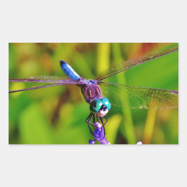 Regenbogen-Dragonfly und Blume Rechteckiger Aufkleber (Vorderseite)