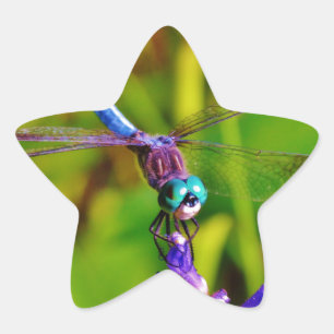 Regenbogen-Dragonfly und Blume Stern-Aufkleber