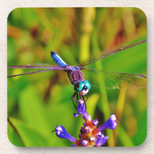 Regenbogen-Dragonfly und Blume Untersetzer
