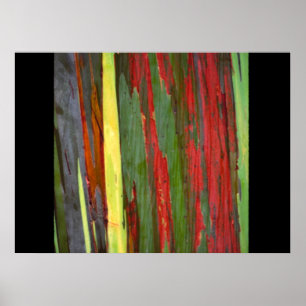 Regenbogen Eucalyptus-1 Poster