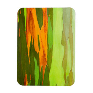 Regenbogen-Eukalyptus-Rinde, Hawaii Magnet