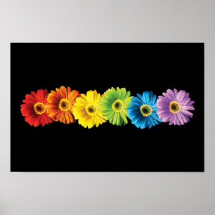 Regenbogen-Gänseblümchen Poster