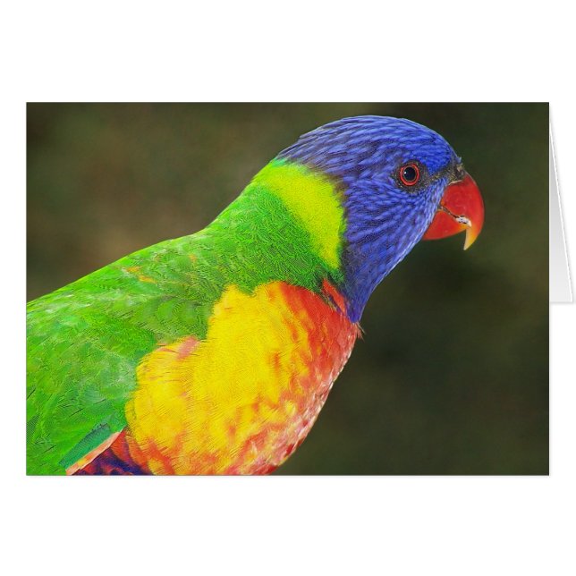 Regenbogen Lorikeet (Vorderseite (Horizontal))