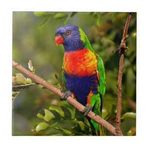 Regenbogen Lorikeet Fliese