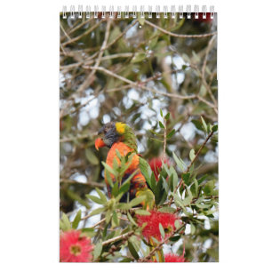 REGENBOGEN LORIKEET LÄNDLICHES QUEENSLAND KALENDER