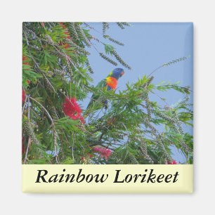 Regenbogen Lorikeet Magnet
