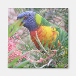 Regenbogen Lorikeet Magnet
